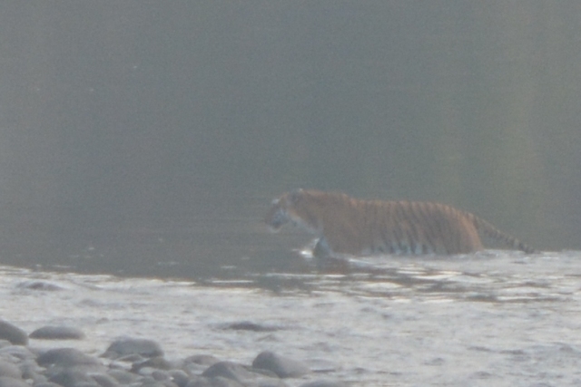 Tiger crossing River Corbett Park
